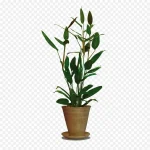 绿色叶子盆栽 透明背景PNG