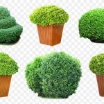 家居绿色盆栽 高清PNG