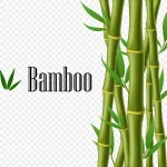 绿色的竹子 免费PNG素材