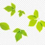绿色树叶 高清PNG