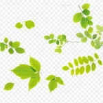 绿色树叶 高清PNG