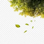 绿色树叶 高清PNG