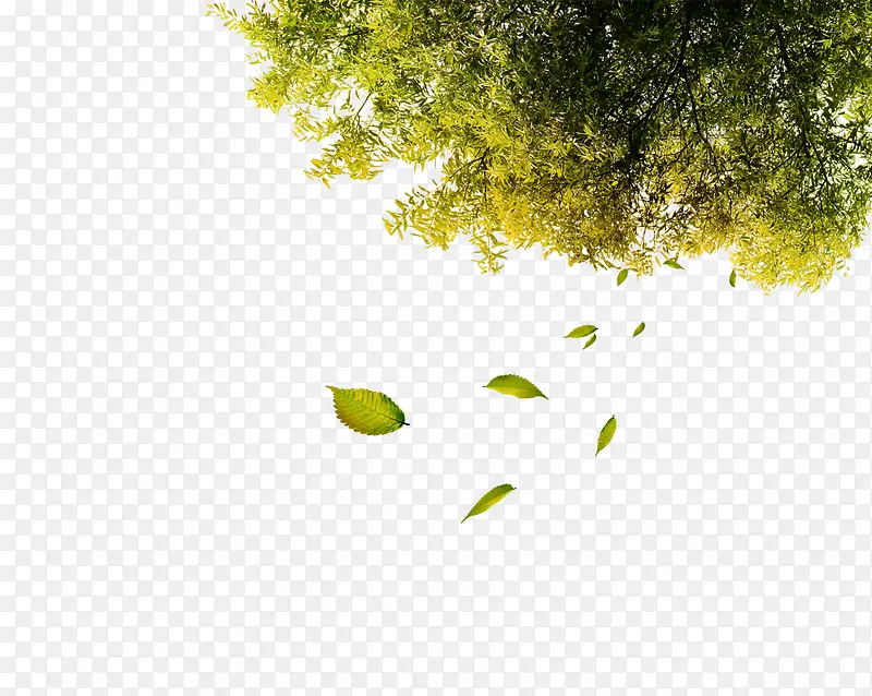 绿色树叶