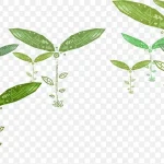 绿色清新树苗 高清PNG