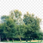 绿色树木绿色草地 PNG素材下载