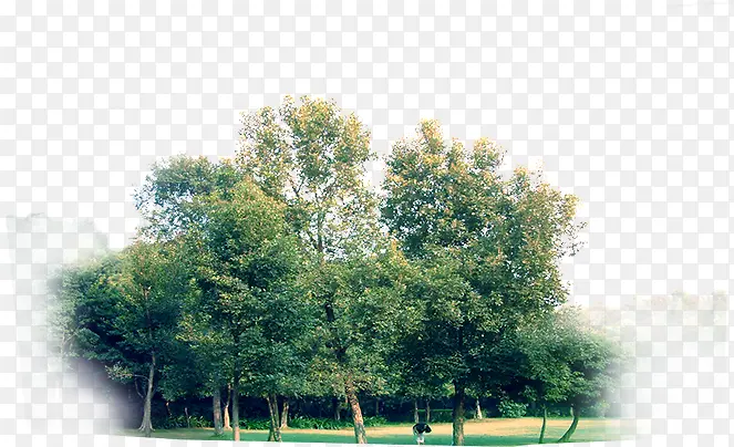 绿色树木绿色草地