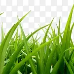 绿色草地清新绿色 透明背景PNG