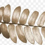 绿色树枝绿色叶子 PNG素材下载