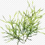 绿色叶子绿色树枝 高清PNG