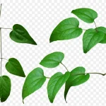 绿色枝叶绿色树枝 PNG素材下载