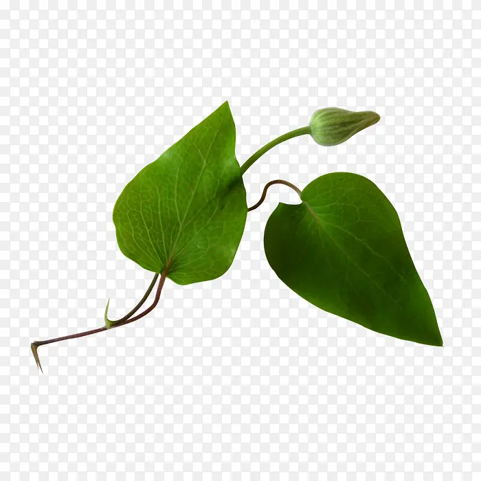 绿色叶子绿色花苞