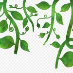 绿色藤蔓 透明背景PNG