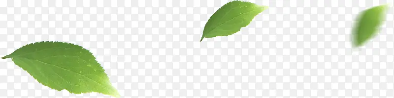 绿色树叶绿色健康