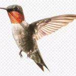 可爱的蜂鸟免抠素材 透明背景PNG