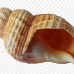 可爱的贝壳免抠素材 PNG素材下载