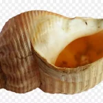 可爱的贝壳免抠素材 PNG素材下载