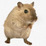可爱的仓鼠免抠素材 透明背景PNG