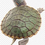 可爱乌龟免抠素材 PNG素材下载
