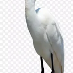 可爱的鸟免抠素材 PNG素材下载