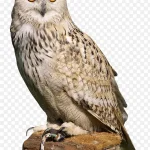 可爱猫头鹰免抠素材 高清PNG