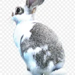 冬季灰色可爱小兔 免费PNG素材