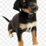 可爱黑狗 免费PNG素材