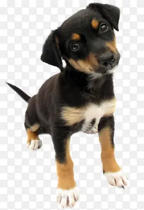 可爱黑狗