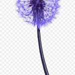 蓝色蒲公英 PNG素材下载
