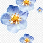 蓝色渐变花朵花瓣 透明背景PNG