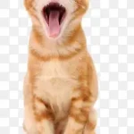 卡通动物动物 PNG素材下载