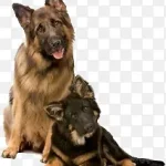 动物卡通动物 高清PNG