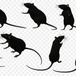 动物素描动物素材 透明背景PNG