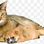 动物素描动物矢量图 PNG素材下载