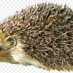 动物图片动物素材 透明背景PNG