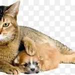 动物剪影动物素材 透明背景PNG