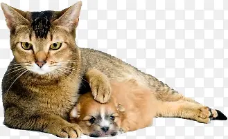 动物剪影动物素材