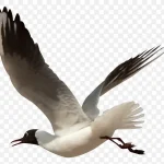 卡通动物素材动物插画 免费PNG素材