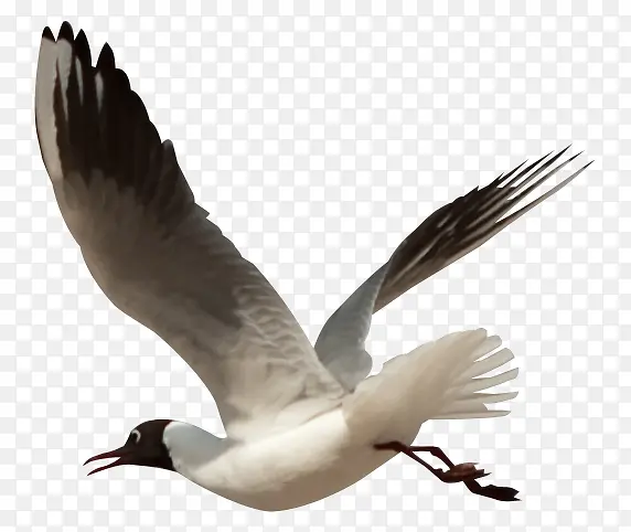 卡通动物素材动物插画