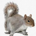松鼠动物自然野生动物哺乳类小动物 高清PNG