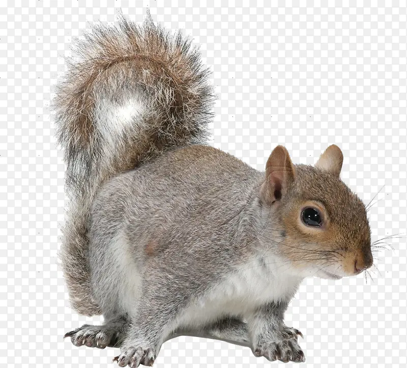 松鼠动物自然野生动物哺乳类小动物
