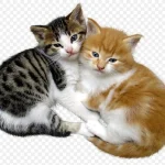 卡通动物素材动物素材 动物猫咪 免费PNG素材