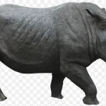 动物图片素材手绘动物 透明背景PNG