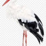 动物素材卡通动物图片 高清PNG