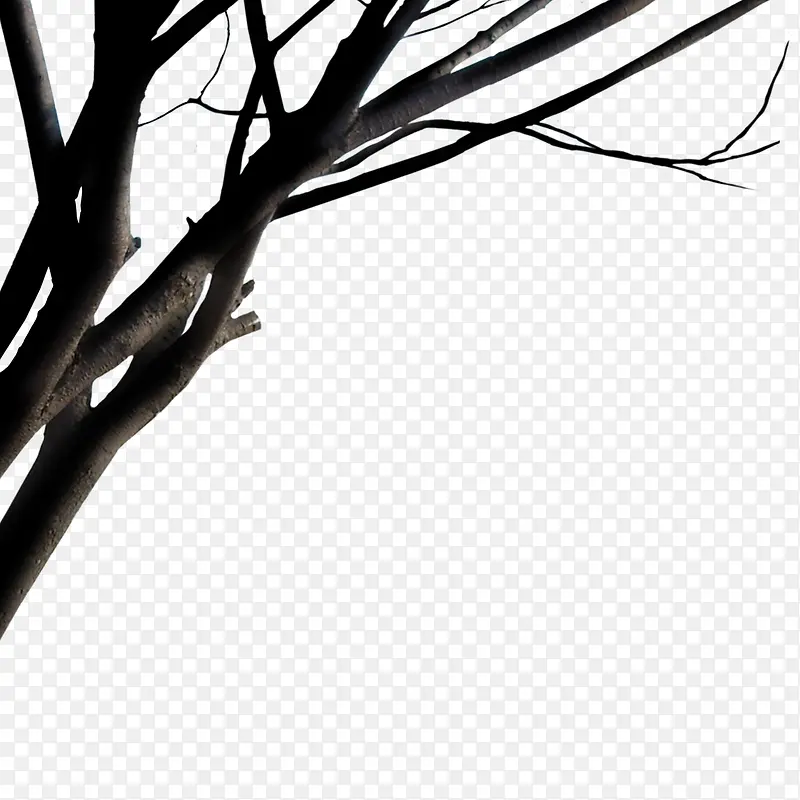 黑色树枝