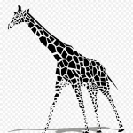 黑色斑马 PNG素材下载