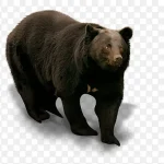 黑色熊 高清PNG