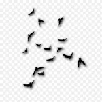 黑色小鸟 免费PNG素材