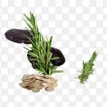 黑色木耳 PNG素材下载