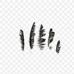 黑色羽毛 免费PNG素材
