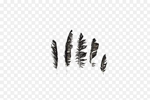 黑色羽毛